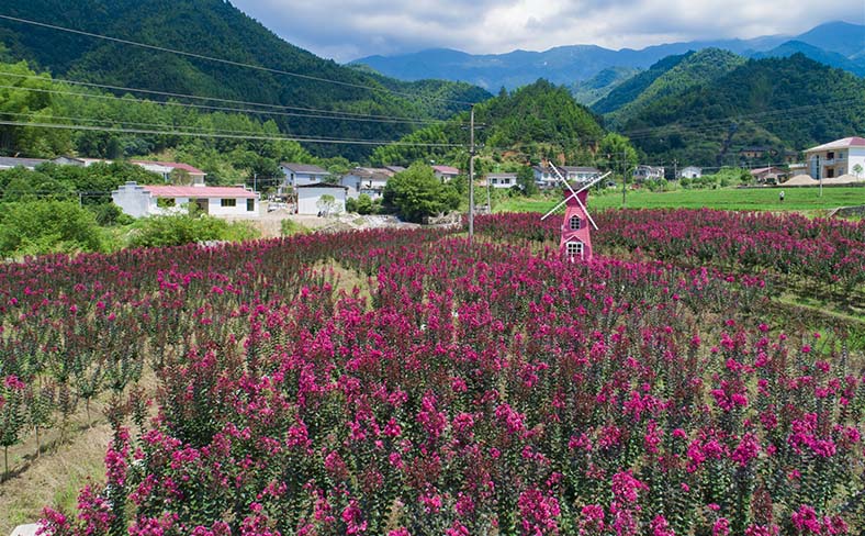 西溪娱乐—四季花海