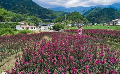 西溪娱乐—四季花海