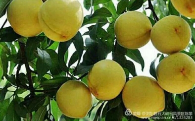 正宗的炎陵黄桃品种，香脆鲜嫩