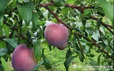 李子采摘基地