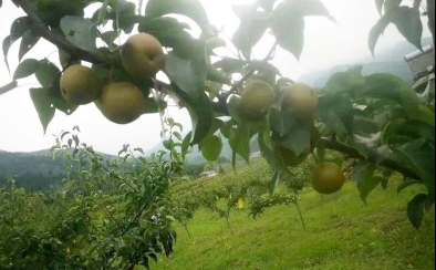 香梨采摘基地