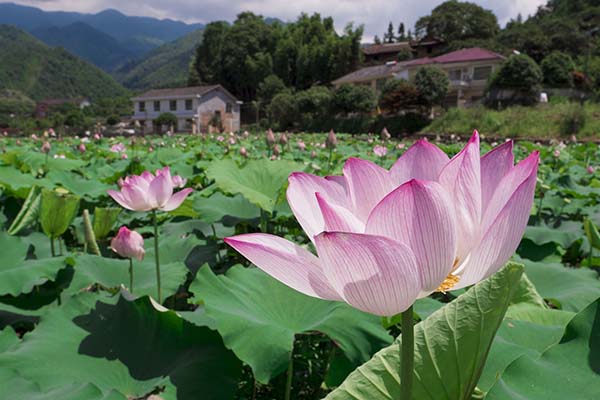 张坊哪里有大围山杜鹃花路线