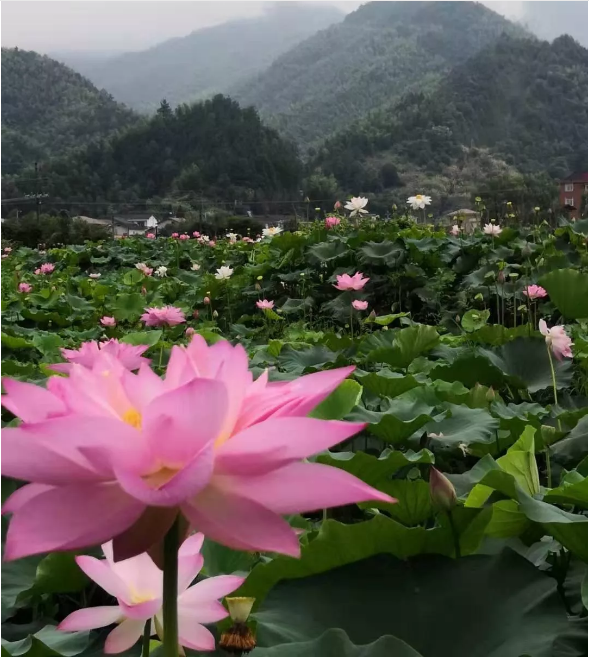 西溪磐石大峡谷