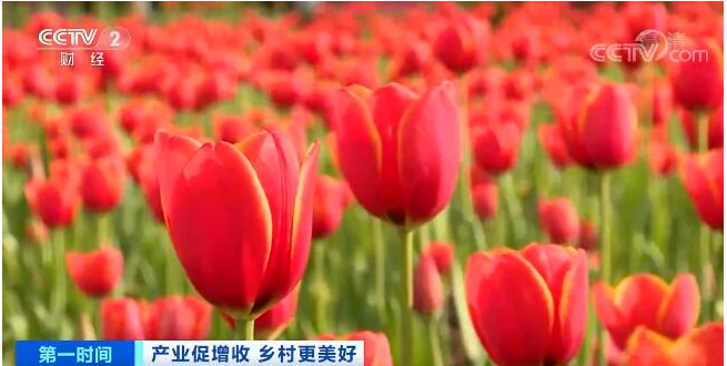 打造乡村旅游精品工程 建设乡村产业集聚区
